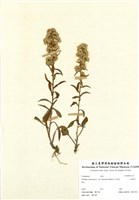 藏品(一枝黃花)的圖片